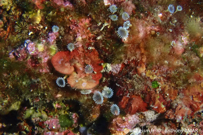 hypsicomus_stichophthalmos-am1