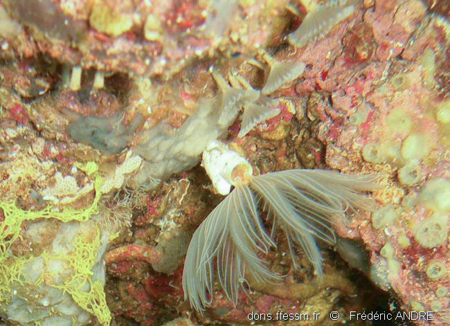 Hypsicomus_stichophthalmos-fa2