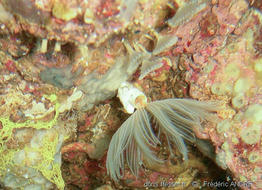 Hypsicomus_stichophthalmos-fa2