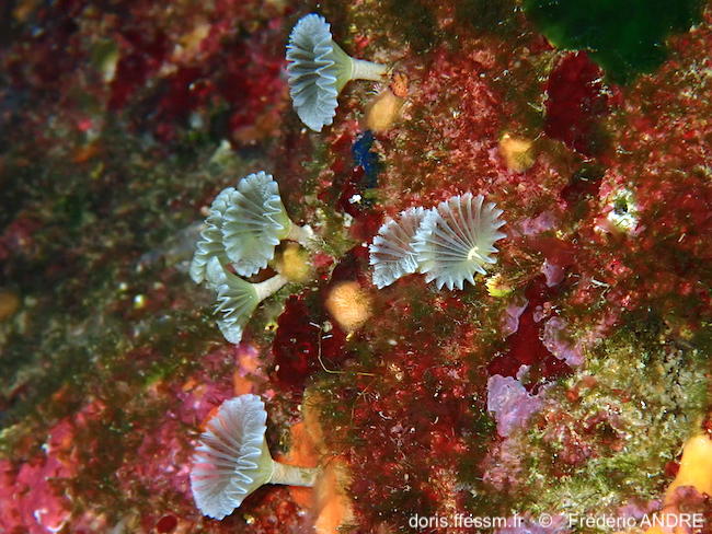 Hypsicomus_stichophthalmos-fran102