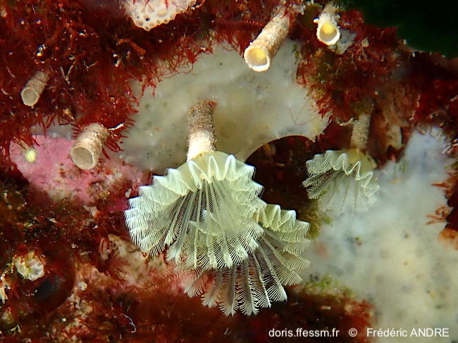 Hypsicomus_stichophthalmos-fran83
