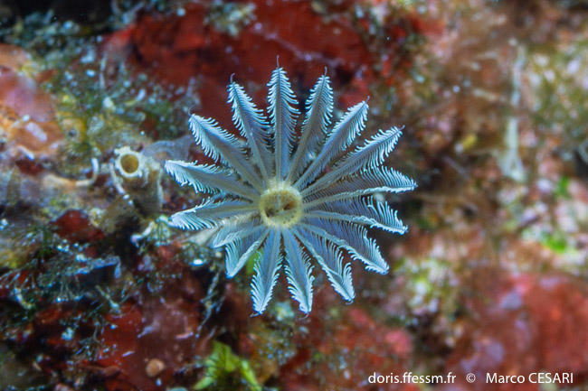 hypsicomus_stichophthalmos-mc1