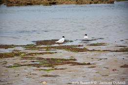 ichthyaetus_melanocephalus-jd01