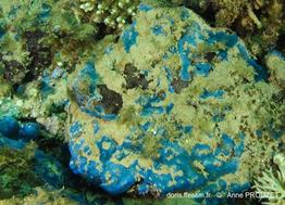 diplosoma_simile-apr7081