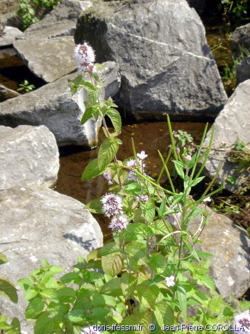 Menthe aquatique