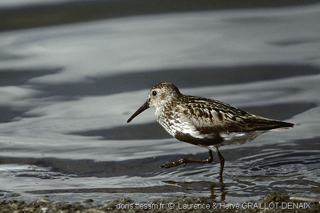 Bécasseau variable