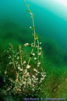 potamogeton_perfoliatus-vla-01
