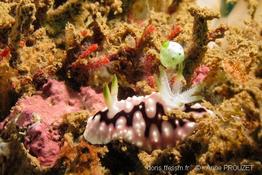 chromodoris_geometrica_apr-01