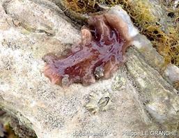 idiostylochus_tortuosus-plg-img_30018