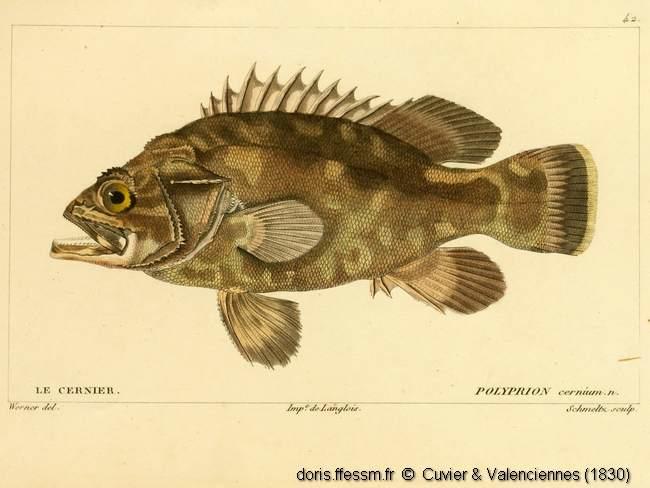 Polyprion-americanus-Cuvier-1830