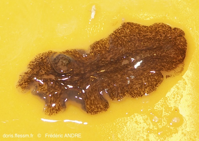 Imogine d'Estrella
