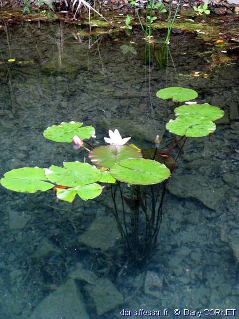 Nénuphar blanc