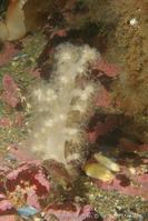 Gersemia_rubiformis0109