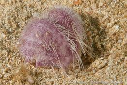spatangus_purpureus-vl1
