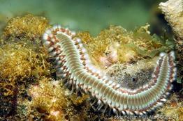 hermodice_carunculata-ag4