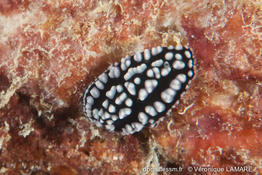 phyllidiella_pustulosa-vl9