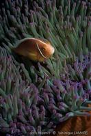 amphiprion_perideraion-vl4