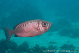 priacanthus_hamrur-vl4
