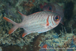 myripristis_violacea-vl3