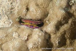 pedum_spondyloideum-vl11