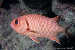 myripristis_berndti_vl7