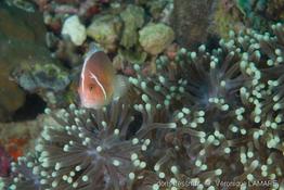 amphiprion_perideraion-vl6