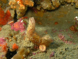 microcosmus-sabatieri-fa3