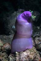heteractis_magnifica-vl7