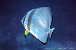 platax_orbicularis-jmc1