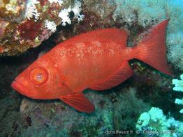priacanthus_hamrur-fa1