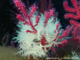 chrysymenia_ventricosa-fa10