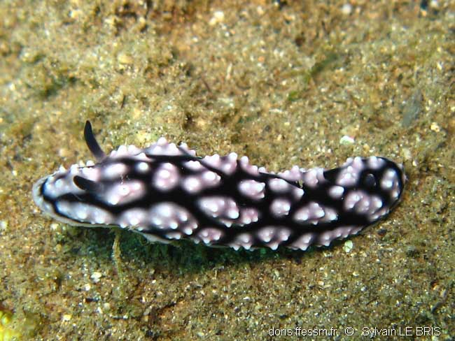 Phyllidie pustuleuse