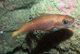 Trisopterus_minutus_VM2