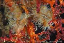 nemanthus_annamensis_9vl