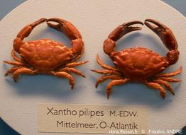xantho_pilipes-fa68b