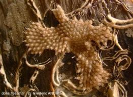 escharoides_mamillata-fa123