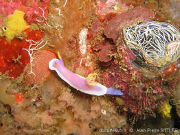 hypselodoris_apolegma-aps70