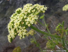 crithmum_maritimum-fa34