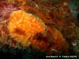 schizomavella_mamillata-fa3x