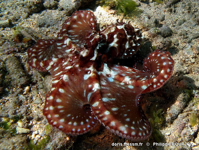 octopus_cyanea-phbo105