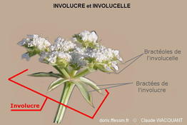 involucre_glossaire-clwacquant1