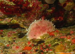 iophon_funis-fa22