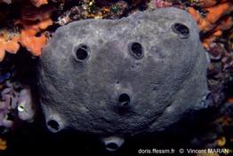 ircinia_oros_vm_266
