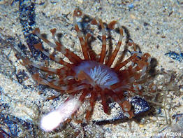 Isarachnanthus_maderensis-defaForum85754