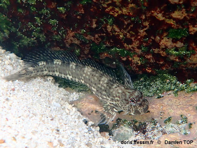 Istiblennius_dussumieri-dato001-forum98304