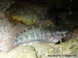 Itsiblennius_ edentulus-deto001Forum98321
