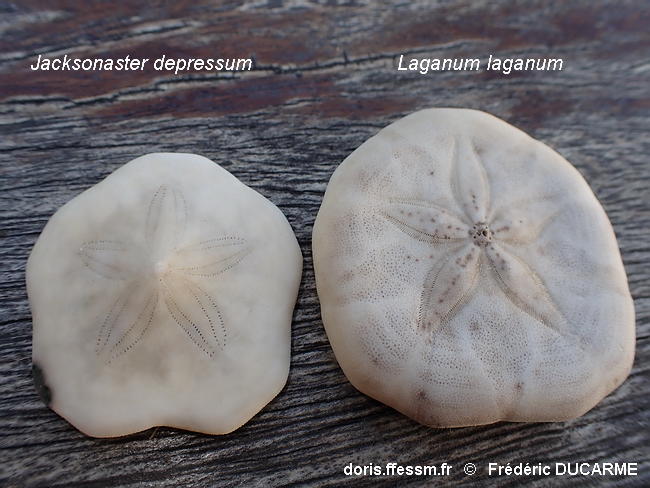 Jacksonaster_depressum-frdu70