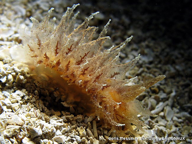 Janolus transparente