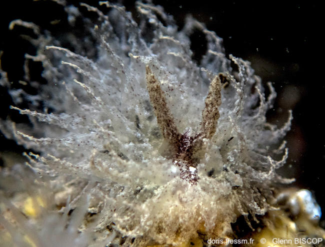 Janolus_hyalinus-glbi01