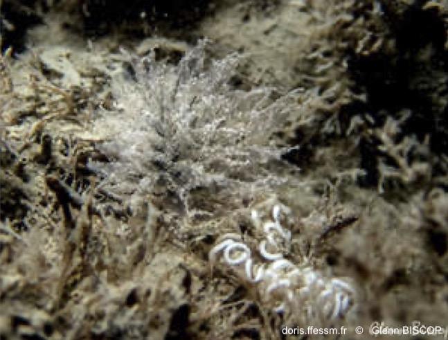 Janolus_hyalinus-glbi02